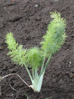 fennel.jpg